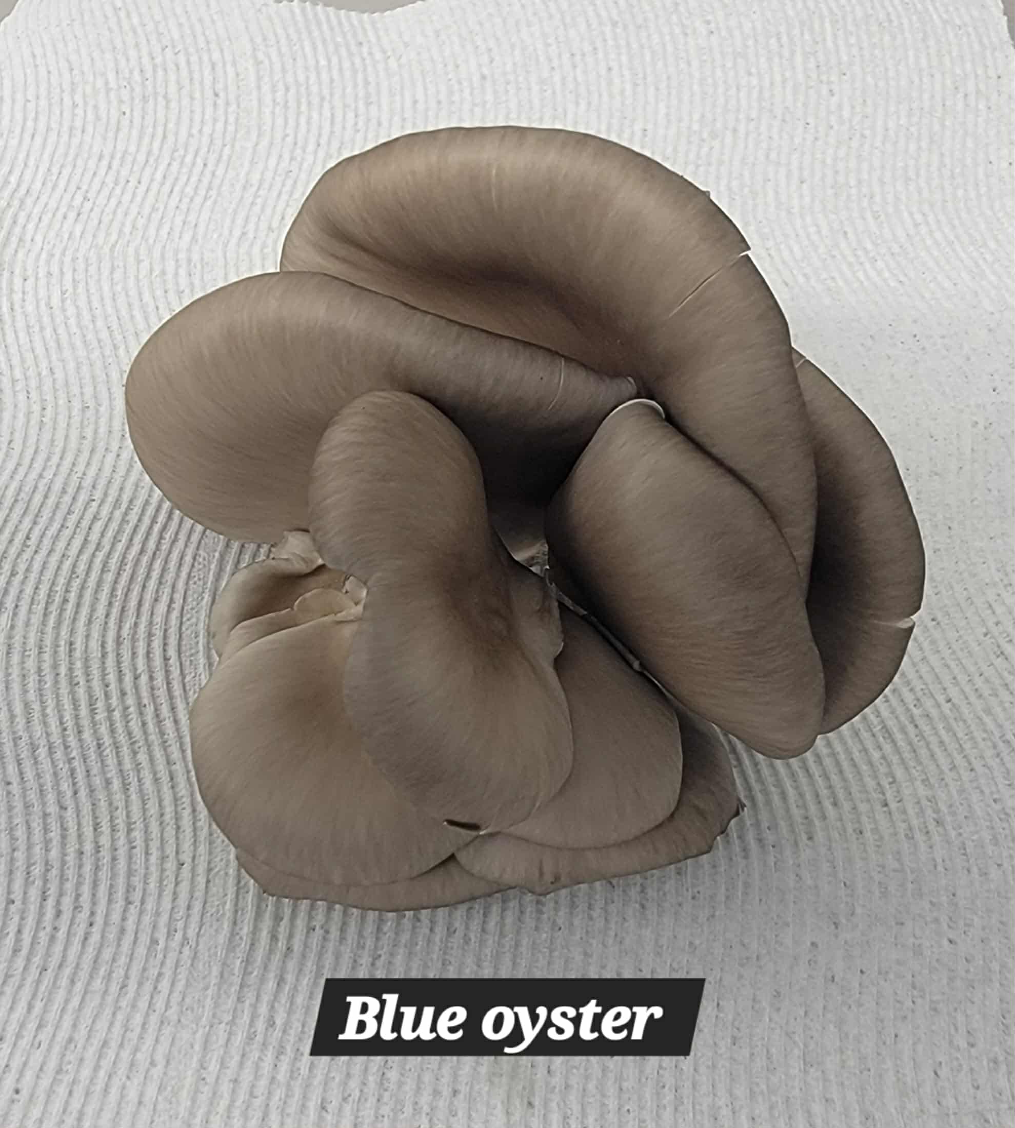 Blue oyster — 8 oz