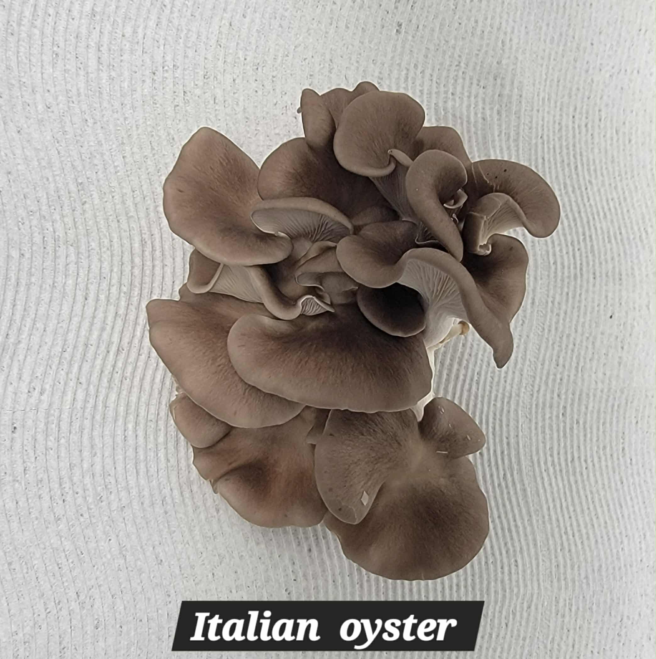 Italian oyster — 8 oz