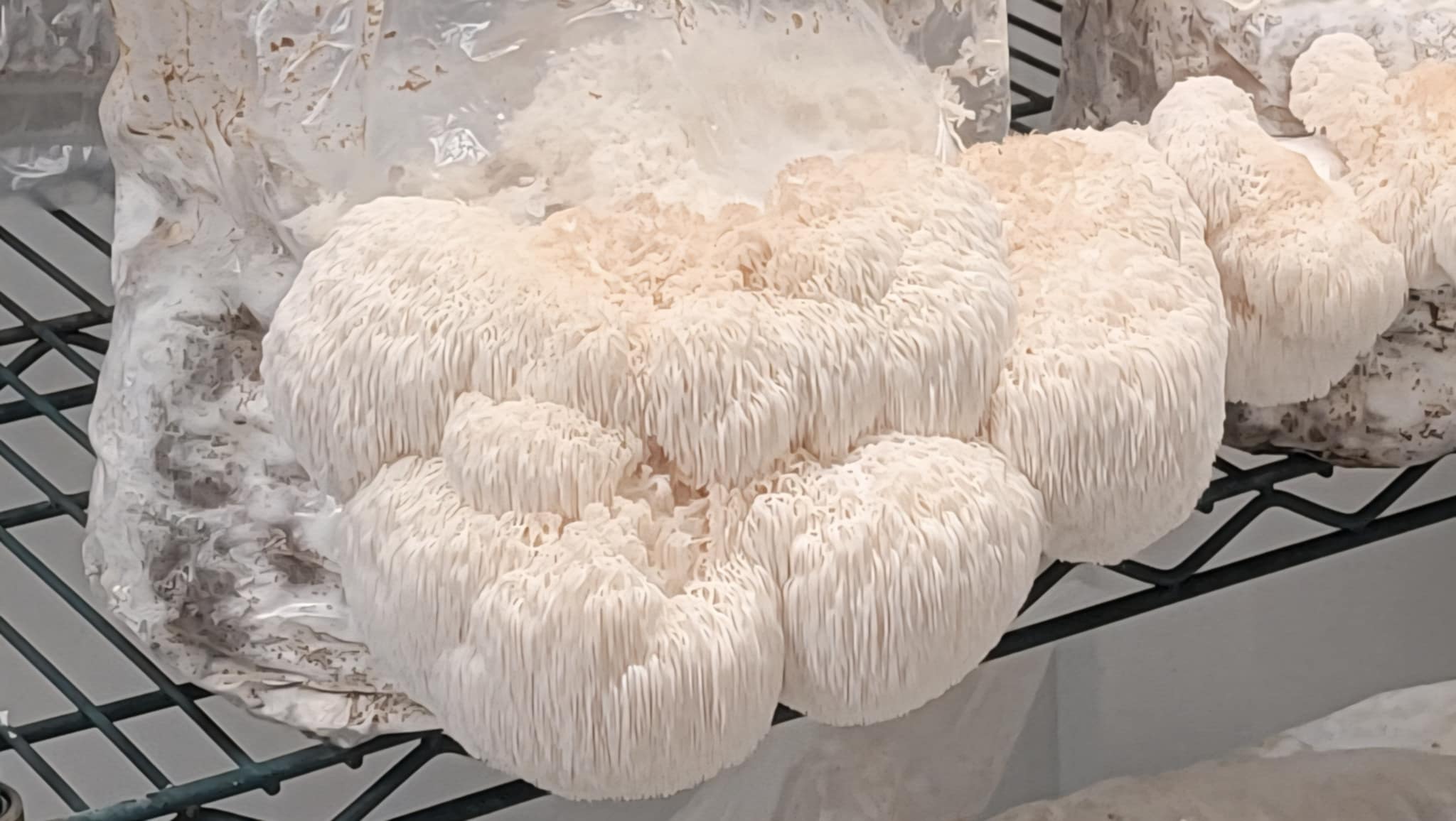 Fresh Lion’s Mane mushroom in our grow room